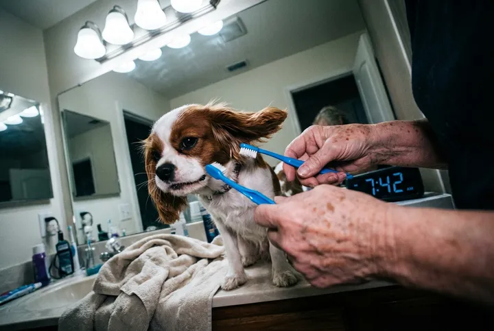 Dog turning away from a toothbrush