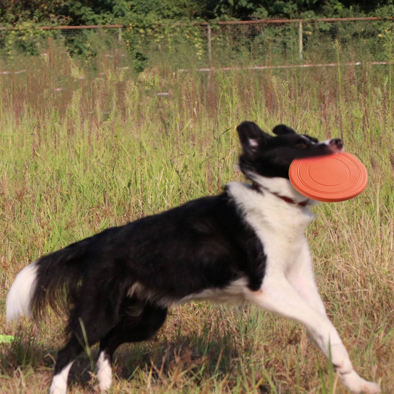 Chewable Soft Rubber Flying Di - Flying Disc Dog Training Toy recension och pris