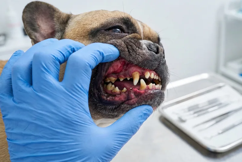 French Bulldog teeth before treatment